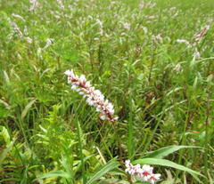 Persicaria madagascariensis