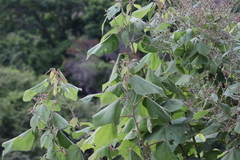 Heliocarpus terebinthinaceus