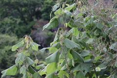 Heliocarpus terebinthinaceus