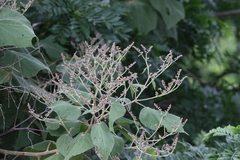 Heliocarpus terebinthinaceus