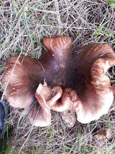 Tricholoma ustale image