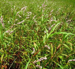 Persicaria madagascariensis