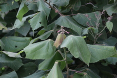Heliocarpus terebinthinaceus