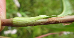 Persicaria madagascariensis