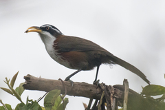 Pomatorhinus schisticeps