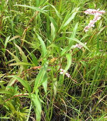Persicaria madagascariensis
