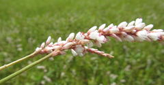 Persicaria madagascariensis
