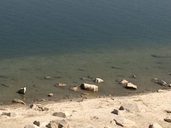 Charadrius vociferus