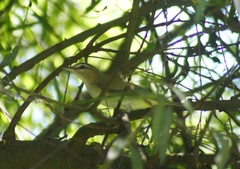 Image of Vireo olivaceus