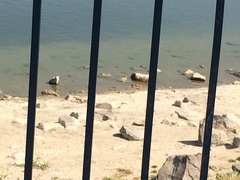 Charadrius vociferus