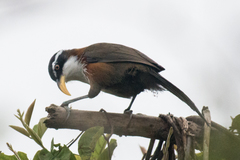 Pomatorhinus schisticeps