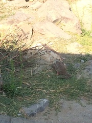 Otospermophilus beecheyi