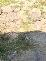 Otospermophilus beecheyi