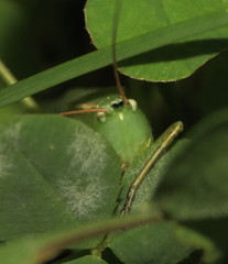 Neoconocephalus retusus