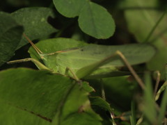 Neoconocephalus retusus
