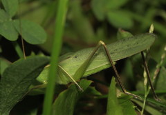 Neoconocephalus retusus