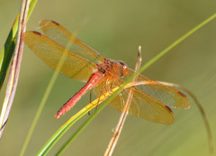 Sympetrum croceolum