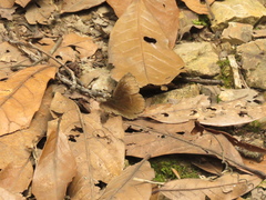 Panyapedaliodes drymaea