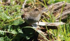 Cisticola fulvicapilla