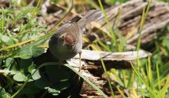 Cisticola fulvicapilla