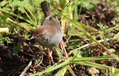Cisticola fulvicapilla