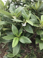 Scaevola gaudichaudiana