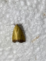 Marimatha botyoides
