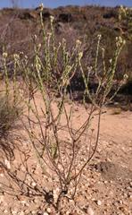 Athanasia leptocephala