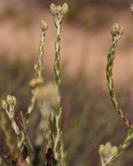 Athanasia leptocephala