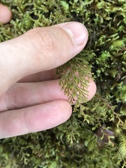 Hymenophyllum lanceolatum