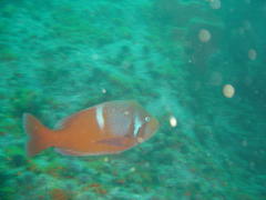 Chrysoblephus laticeps