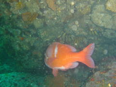 Chrysoblephus laticeps