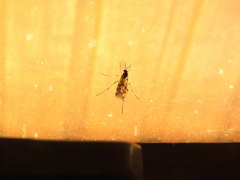Anisopodidae