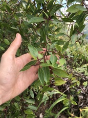 Metrosideros tremuloides