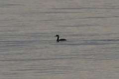 Podiceps grisegena