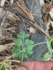 Capnoides sempervirens