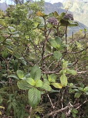 Hydrangea arguta
