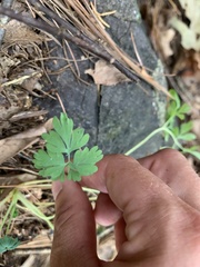 Capnoides sempervirens