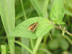 Parphorus paramus