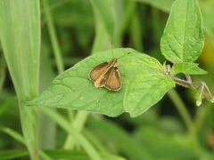 Parphorus paramus