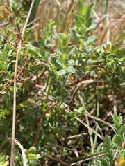 Pimelea spinescens