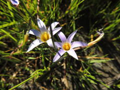 Romulea tabularis