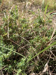 Pimelea spinescens