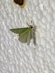 Synchlora pulchrifimbria