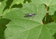 Cratichneumon sublatus