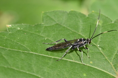 Cratichneumon sublatus
