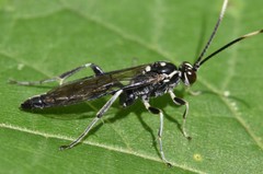 Cratichneumon sublatus