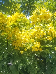 Cassia leptophylla