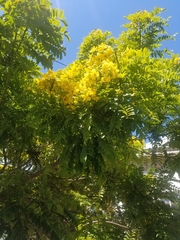 Cassia leptophylla