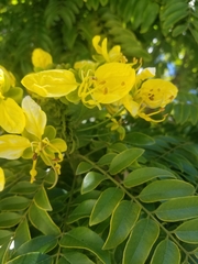 Cassia leptophylla